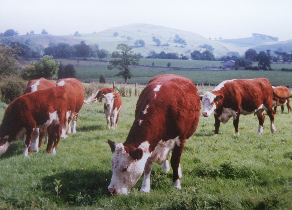 History – Lower Hurst Farm